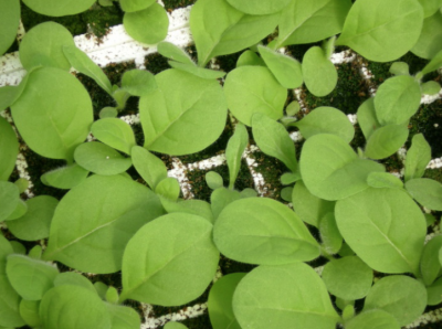 Close up of a plant